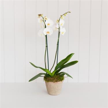 White Phalanenopsis Orchid